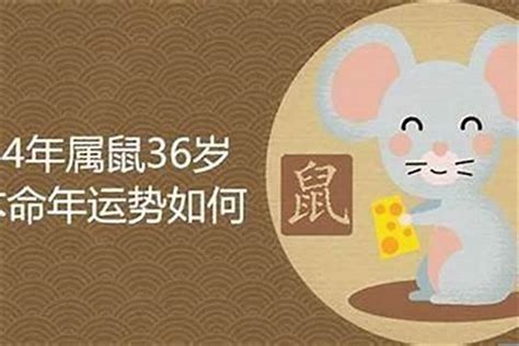 1984年鼠|84年属鼠何时走大运 84属鼠人未来十年运势